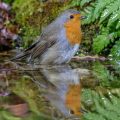 Rotkehlchen (Erithacus rubecula)