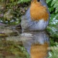 Rotkehlchen (Erithacus rubecula)