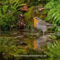 Rotkehlchen (Erithacus rubecula)