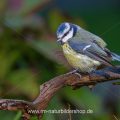 Blaumeise (Cyanistes caeruleus)