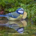Blaumeise (Parus caeruleus) badend