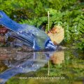 Blaumeise (Parus caeruleus) badend