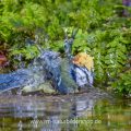 Blaumeise (Parus caeruleus) badend