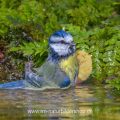 Blaumeise (Parus caeruleus) badend