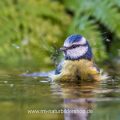 Blaumeise (Parus caeruleus) badend