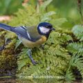 Kohlmeise (parus major)