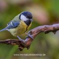 Kohlmeise (parus major)
