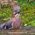 Badender Eichelhäher (Garrulus glandarius)