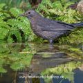 Amsel (Turdus merula) Weibchen