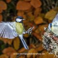 Kohlmeise (parus major) und Blaumeise