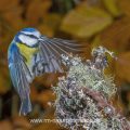 Blaumeise (Cyanistes caeruleus) beim Landeanflug
