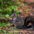 Eichhörnchen (Sciurus vulgaris)