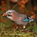 Eichelhäher (Garrulus glandarius)