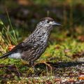Tannenhäher (Nucifraga caryocatactes)