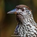 Tannenhäher (Nucifraga caryocatactes) Portrait