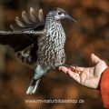 Tannenhäher (Nucifraga caryocatactes) nimmt Haselnüsse aus der Hand