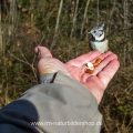 Haubenmeise (Lophophanes cristatus) holt Futter aus der Hand