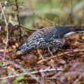 Tannenhäher (Nucifraga caryocatactes) versteckt Nüsse