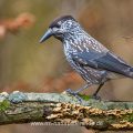 Tannenhäher (Nucifraga caryocatactes)