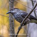 Tannenhäher (Nucifraga caryocatactes)