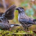 Tannenhäher (Nucifraga caryocatactes)