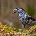 Tannenhäher (Nucifraga caryocatactes) mit Haselnuss