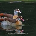 Nilgänse (Alopochen aegyptiacus)