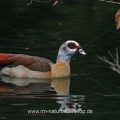 Nilgans (Alopochen aegyptiacus)
