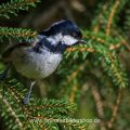 Tannenmeise (Periparus ater)