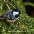 Tannenmeise (Periparus ater)