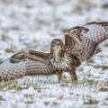 Mäusebussard (Buteo buteo)