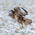 Mäusebussard (Buteo buteo)