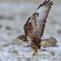 Mäusebussard (Buteo buteo)