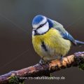 Blaumeise (Cyanistes caeruleus)