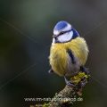 Blaumeise (Cyanistes caeruleus)