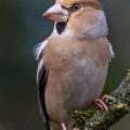 Kernbeißer (Coccothraustes coccothraustes) Weibchen