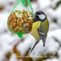 Kohlmeise (parus major)