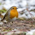Rotkehlchen (Erithacus rubecula)