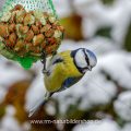 Blaumeise (Cyanistes caeruleus)