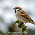 Feldsperling (Passer montanus)