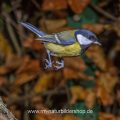 Kohlmeise (parus major)