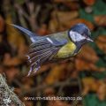 Kohlmeise (parus major)