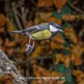 Kohlmeise (parus major)