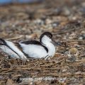 Säbelschnäbler (Recurvirostra avosetta) auf dem Nest, brütend