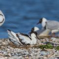 Säbelschnäbler (Recurvirostra avosetta) auf dem Nest, brütend