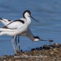 Säbelschnäbler (Recurvirostra avosetta) Paarungsritual