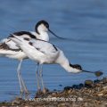 Säbelschnäbler (Recurvirostra avosetta) Paarungsritual