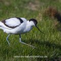 Säbelschnäbler (Recurvirostra avosetta)