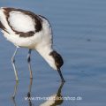 Säbelschnäbler (Recurvirostra avosetta)