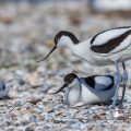 Säbelschnäbler (Recurvirostra avosetta) auf dem Nest, brütend